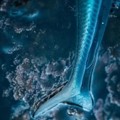 COMBO Leurres Souples Shad Lançon EELO 110 8gr AYU/BLEU 12 COMBO Leurres Souples Shad Lançon EELO 110 8gr AYU/BLEU -Pêche Rabais Boutique combo leurres souples shad lancon eelo 110 8gr ayubleu 2